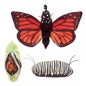 Folkmanis - Schmetterling/Raupe - Metamorphose - Nr. 3073
