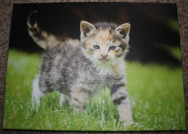Katze