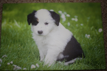 Hund auf Leinwand