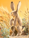 Folkmanis - Hase - Feldhase - Nr. 2429