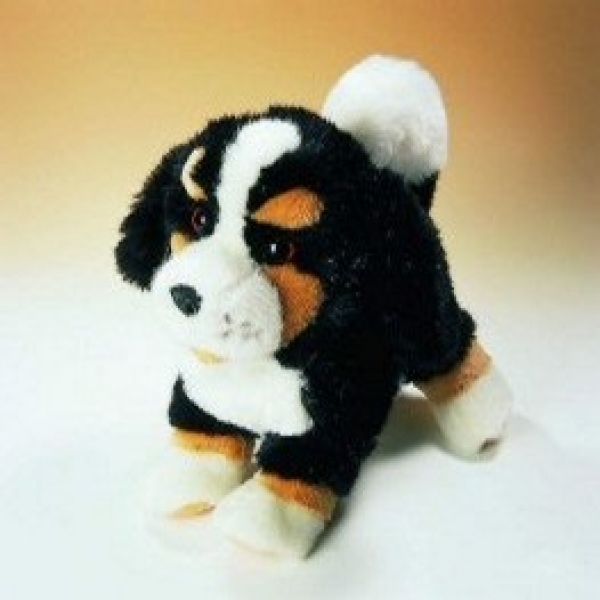 Berner Sennenhund F138