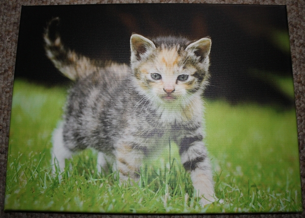 Katze