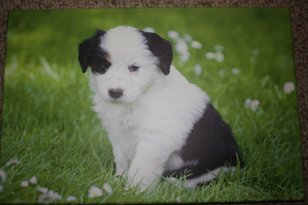 Hund auf Leinwand