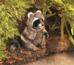 Folkmanis - Waschbär - Nr. 3075