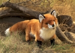 Folkmanis - Fuchs - Rotfuchs - Nr. 2876